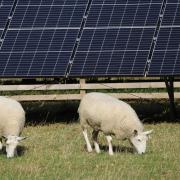 Solar panels and sheep.