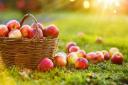 Undated Handout Photo of garden apples. See PA Feature GARDENING Apples. Picture credit should read: iStock/PA. WARNING: This picture must only be used to accompany PA Feature GARDENING Apples..