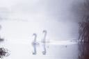 A pair of swans glide into view and are snapped by Lisa Kinghorn