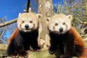 Red panda parents Emma and Lionel