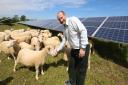 Jeremy Squires, of Eneco, pictured with the sheep on the solar farm. Picture: STUART HARRISON