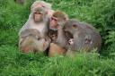 Baby monkeys at Longleat