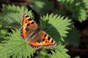 Alan Titchmarsh explains how to create a plot for pollinators