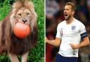 Longleat lion Harry shows off football skills ahead of Euros match