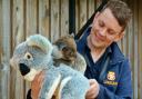 Keepers at Longleat are using a cuddly toy koala to help weigh their baby joey. Photo: Longleat Safari Park.