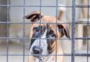 Families forced to give up pets to cope with cost of living