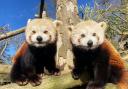 Red panda parents Emma and Lionel
