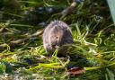 A juvenile water vole. Picture: Dave Dunn