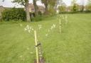 The newly-planted fruit trees at the Stallard Recreation Field in Trowbridge may have to be moved.