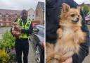 A Wiltshire Police PCSO helped get a lost dog home