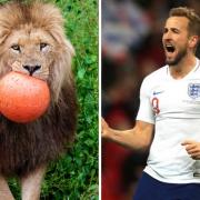 Longleat lion Harry shows off football skills ahead of Euros match