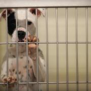 Pet cruelty on concerning rise this year