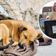 Animal abandonment is at a three year high in the UK.