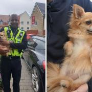 A Wiltshire Police PCSO helped get a lost dog home