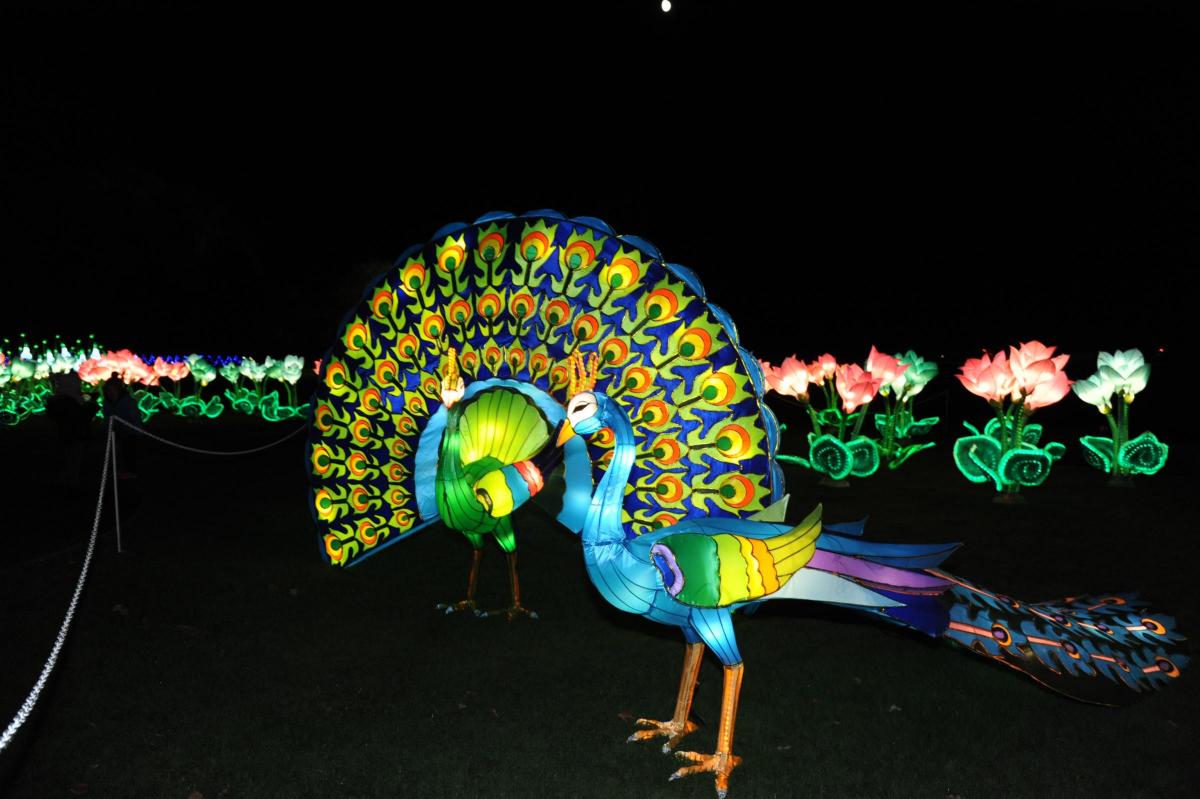 The third Longleat Festival of Light. Picture by Trevor Porter