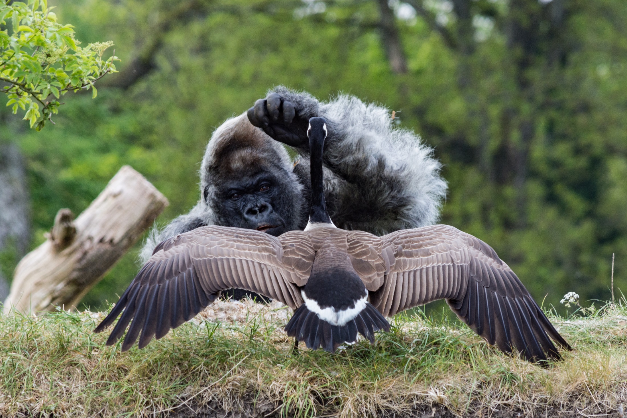 Amateur photographer captures moment Nico the gorilla fights off geese - Wiltshire Times