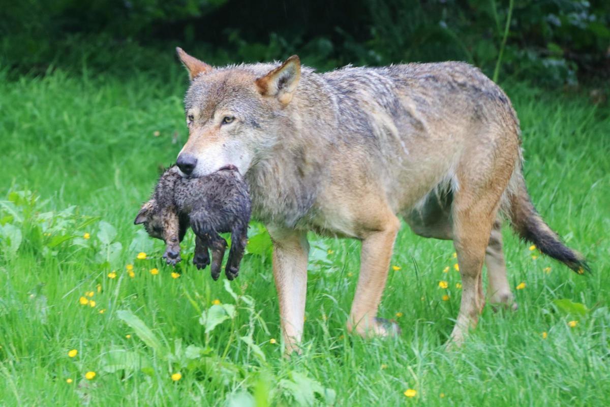 Magnificent seven wolf cubs born at Longleat | Wiltshire Times