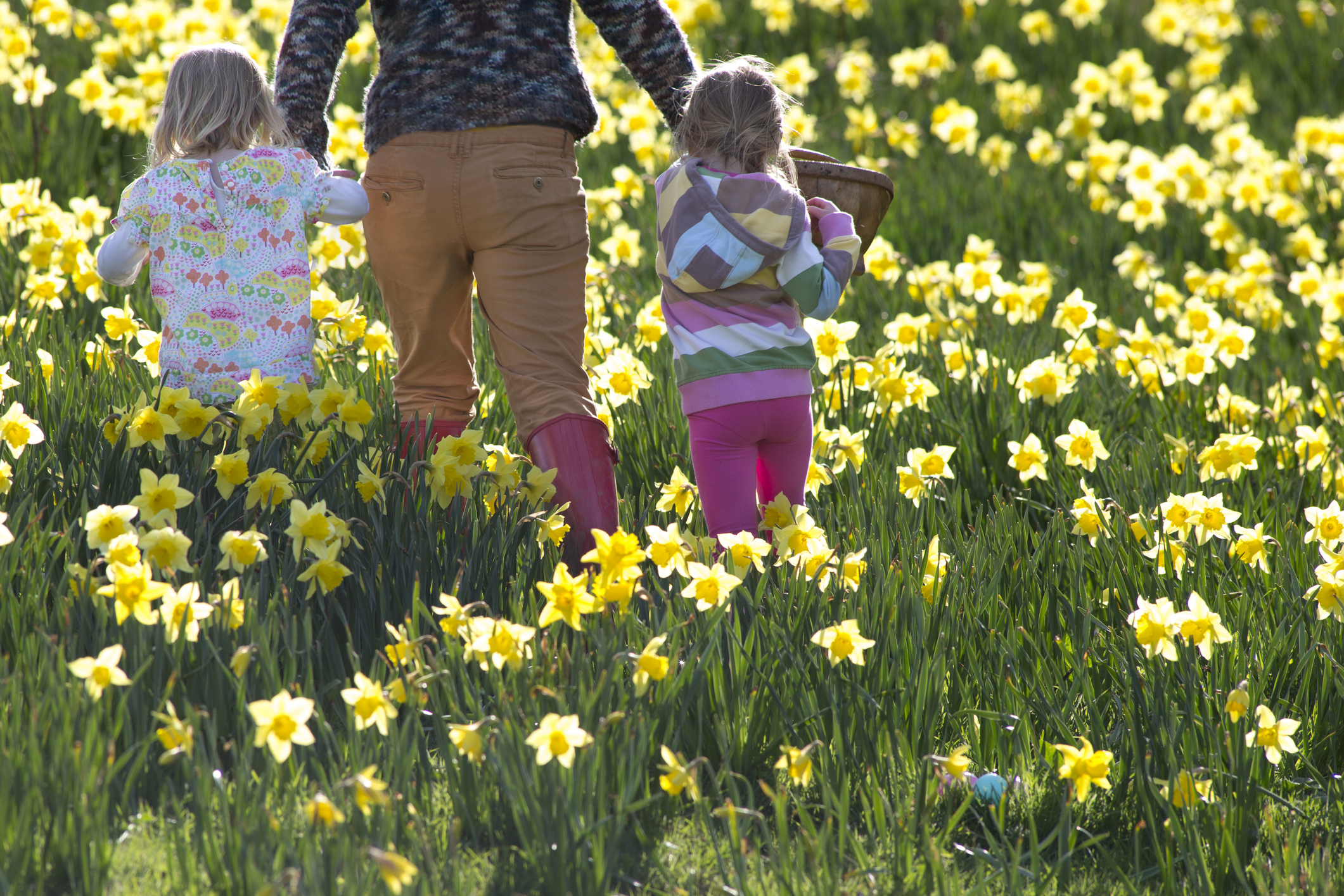 Two little girls walk through a field of daffodiles with a woman and a basket of easter eggs..