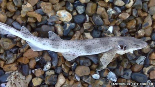 Wiltshire Times: A dogfish shark that washed up on a Kent beach