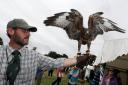 Wiltshire Game and Country Fair held at Bowood. Pic: Ray Pickup with a Buzzard. Pic by Vicky Scipio 03 VS2209.