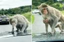 Monkeys attacking car washers and drinking on car bonnets at Longleat.  August 30, 2021.  See SWNS story SWBRmonkey,  September 2, 2021.