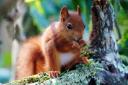 Baby red squirrel at Longleat Photo: Ian Turner