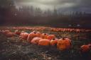 An eerie pumpkin patch. Credit:  Kelsie Cabeceiras from Pexels