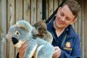 Keepers at Longleat are using a cuddly toy koala to help weigh their baby joey. Photo: Longleat Safari Park.