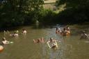 With temperatures soaring to the thirties these wild swimmers  found a way of cooling off- with a swim in the River Frome at Farleigh. Photo: Trevor Porter