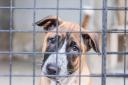 Families forced to give up pets to cope with cost of living