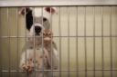 Pet cruelty on concerning rise this year