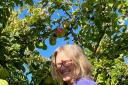Mel Jacob picks some fruit for the Trowbridge Apple Festival.