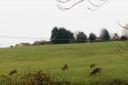 Around 100 of new homes could be built on land known affectionately in Dilton Marsh as the 'deer field'