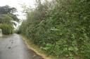 Residents objecting to Craig and Kerry Stone's plans say an ancient hedgerow will be lost.