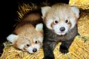 The endangered red panda twins at Longleat Safari Park.