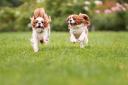 Trowbridge will have a new dog exercise field