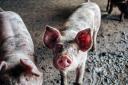 Swine flu spreads from infected pigs.