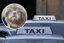Edward Jones was not allowed to take his dog George, a Teacup Shih Tzu, onto a taxi in Chippenham