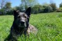 PD Max has passed away aged nearly 13