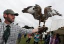 Wiltshire Game and Country Fair held at Bowood. Pic: Ray Pickup with a Buzzard. Pic by Vicky Scipio 03 VS2209.
