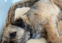 Bumble, the Border terrier who disappeared into a badger sett and has now been missing for five days