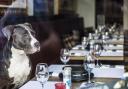 Should dogs be allowed in all Wiltshire's restaurants? Your views