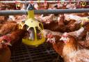 Hens living in a barn system. Photo: Getty images.