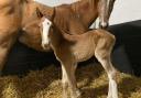 First foal of the year born at Kington Langley: high hopes for year ahead
