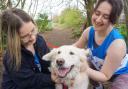 Volunteers at Bath Cats & Dogs Home showing one of their residents some attention.