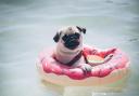 Dog floating on the water. Photo: Getty
