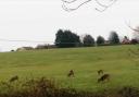 Around 100 of new homes could be built on land known affectionately in Dilton Marsh as the 'deer field'