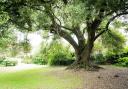 The Library holm oak in Westbury has been shortlisted for the Woodland Trust's Tree of the Year Award.