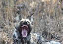 The African wild dog has been listed as endangered on the IUCN Red List since 1990.