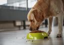 Lead has been found in raw pheasent food given to dogs